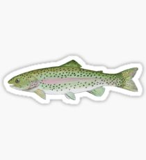 Rainbow Trout Sticker - Jhook Company